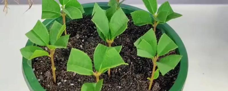 桂花枝插土里可以活吗，桂花枝插土里能活