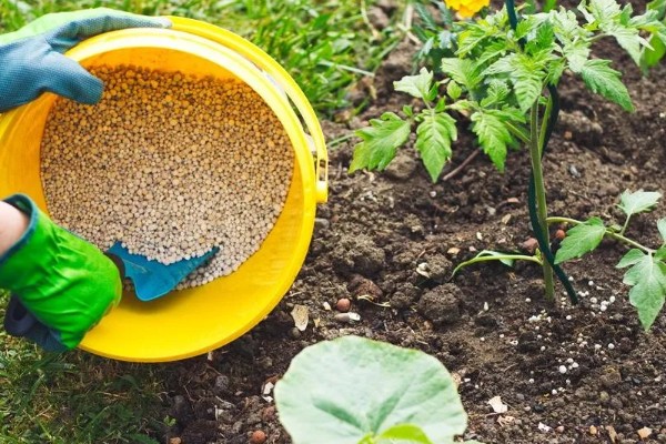 使用含氯化肥的注意事项,忌氯作物不宜使用或要严格控制用量