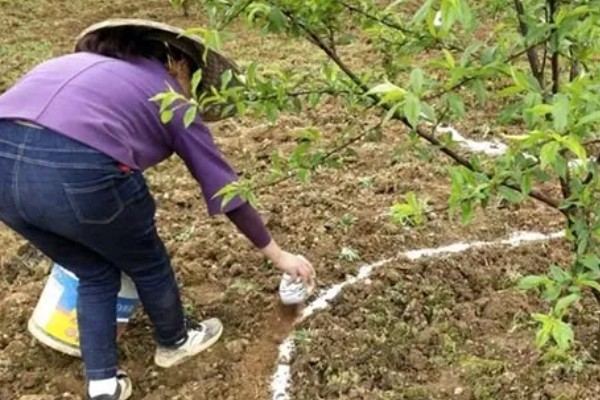 使用含氯化肥的注意事项,忌氯作物不宜使用或要严格控制用量
