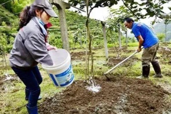 使用含氯化肥的注意事项,忌氯作物不宜使用或要严格控制用量