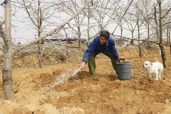 使用含氯化肥的注意事项,忌氯作物不宜使用或要严格控制用量