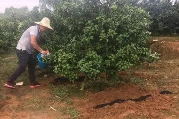 使用含氯化肥的注意事项,忌氯作物不宜使用或要严格控制用量