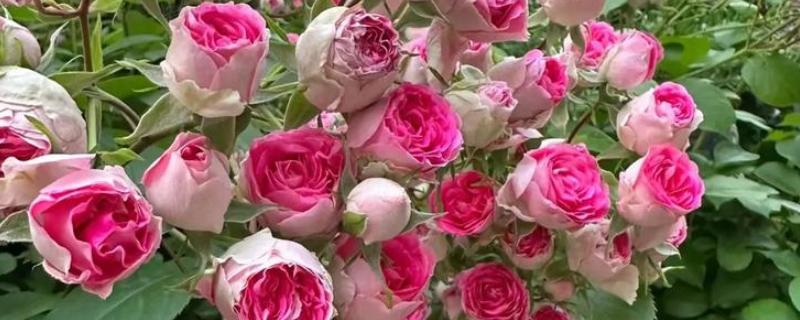 常见的月季品种，常见的有冥王星月季、门廊绒球月季等