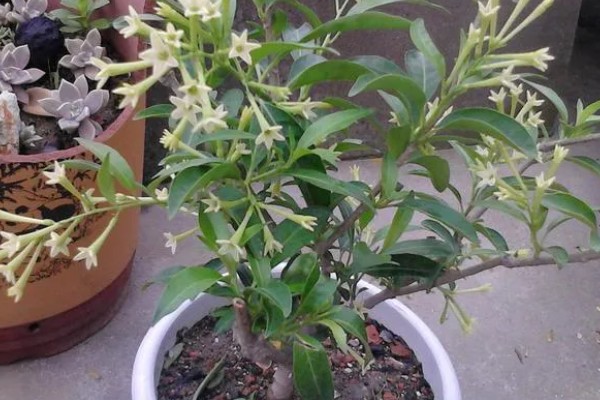 夜来香的移植方法，对根部消毒杀菌后再栽种