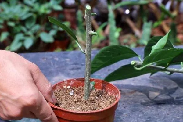 夜来香的移植方法，对根部消毒杀菌后再栽种