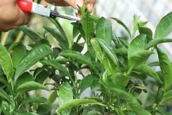 夜来香的移植方法，对根部消毒杀菌后再栽种