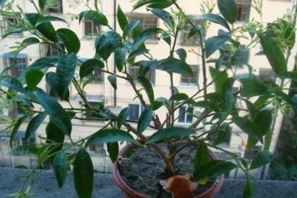 夜来香的移植方法，对根部消毒杀菌后再栽种