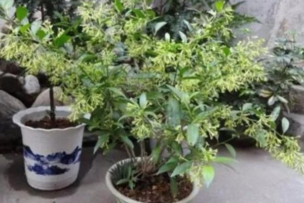 夜来香的移植方法，对根部消毒杀菌后再栽种