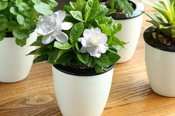 栀子花可以放在客厅吗,可以放在客厅