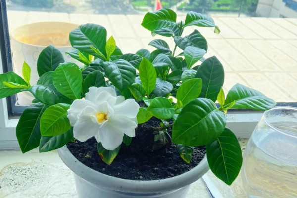 栀子花可以放在客厅吗,可以放在客厅