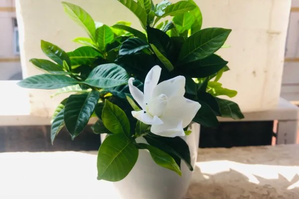 栀子花可以放在客厅吗,可以放在客厅