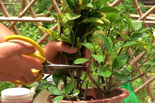 栀子花可以放在客厅吗,可以放在客厅