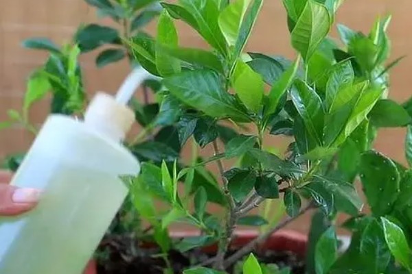 栀子花可以放在客厅吗,可以放在客厅