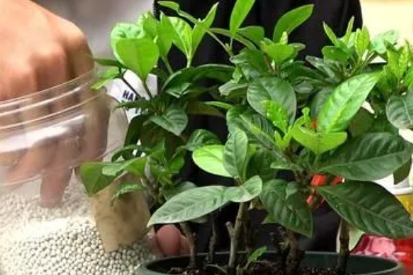 栀子花可以放在客厅吗,可以放在客厅