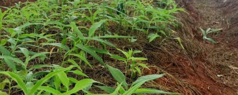 种植黄精的前景，需求量较多前景广阔