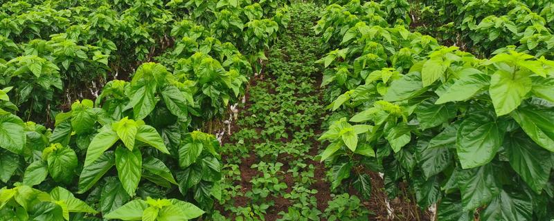 桑树苗如何种植，种植前一定要施入基肥