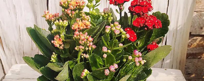 长寿花喜不喜欢阳光，长寿花喜不喜欢阳光