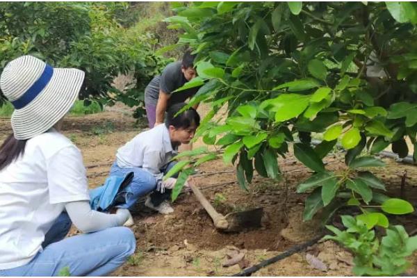 种牛油果追施哪些肥料，复合肥与有机肥很合适