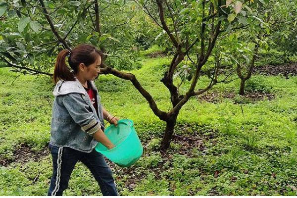 种牛油果追施哪些肥料，复合肥与有机肥很合适