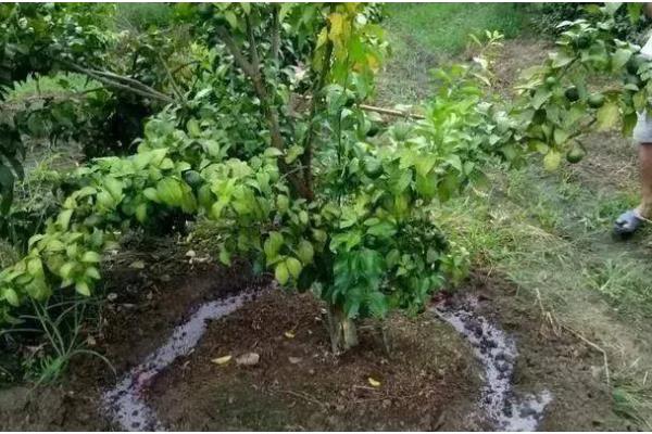 种牛油果追施哪些肥料，复合肥与有机肥很合适