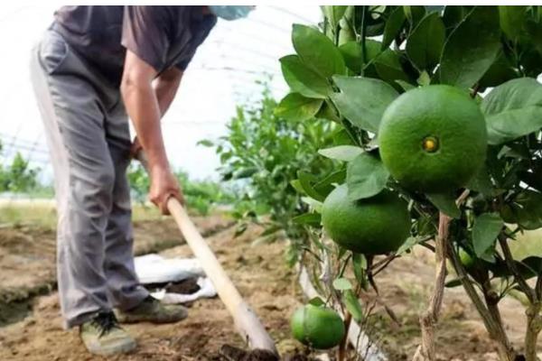 种牛油果追施哪些肥料，复合肥与有机肥很合适