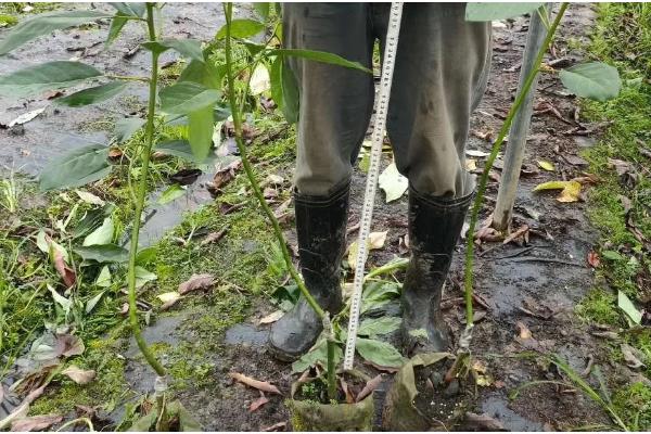 种牛油果追施哪些肥料，复合肥与有机肥很合适