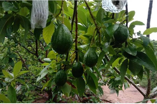 种牛油果追施哪些肥料，复合肥与有机肥很合适