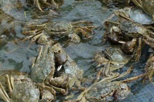 监利大闸蟹的产地,产地在湖北省荆州市监利县