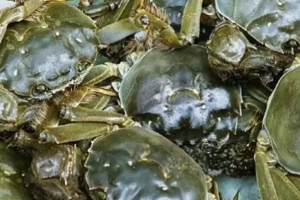 监利大闸蟹的产地,产地在湖北省荆州市监利县
