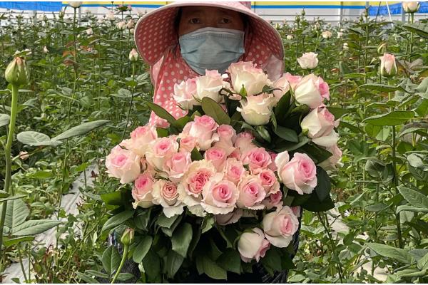 鲜切花花心为什么容易烂，可能是采收时间不当所致