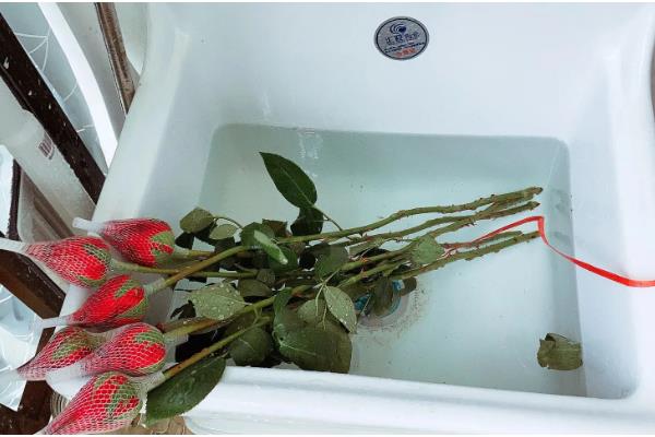 鲜切花花心为什么容易烂，可能是采收时间不当所致