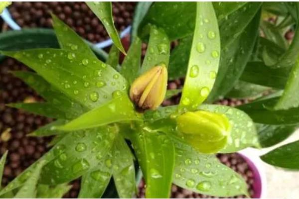 鲜切花花心为什么容易烂，可能是采收时间不当所致