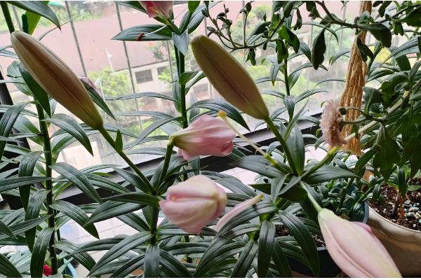 鲜切花花心为什么容易烂，可能是采收时间不当所致