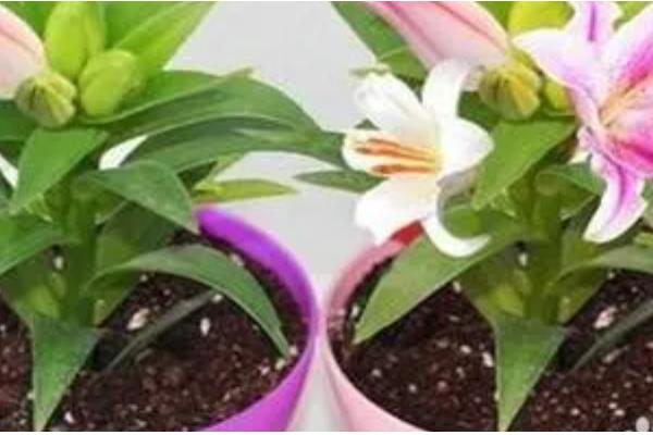 鲜切花花心为什么容易烂，可能是采收时间不当所致