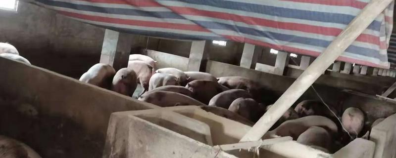 夏季猪场的防暑降温措施，通风是降温的重要措施之一