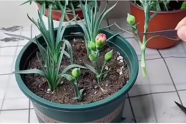 康乃馨小苗错浇高钾肥如何解决，浇水可以稀释肥料