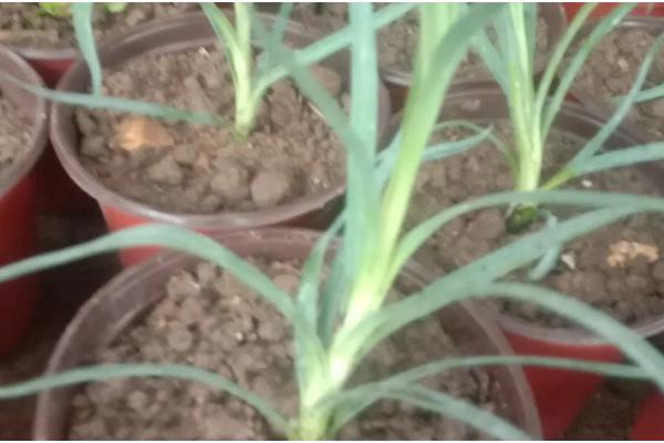 康乃馨小苗错浇高钾肥如何解决，浇水可以稀释肥料