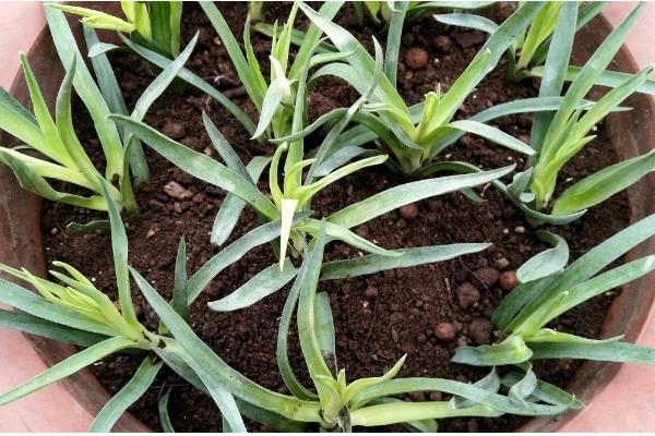 康乃馨小苗错浇高钾肥如何解决，浇水可以稀释肥料