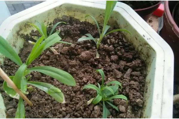 康乃馨小苗错浇高钾肥如何解决，浇水可以稀释肥料