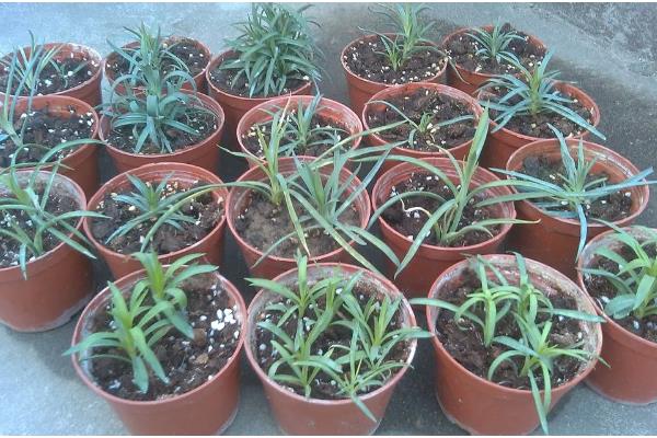 康乃馨小苗错浇高钾肥如何解决，浇水可以稀释肥料