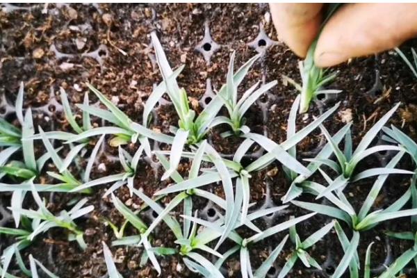 康乃馨小苗错浇高钾肥如何解决，浇水可以稀释肥料