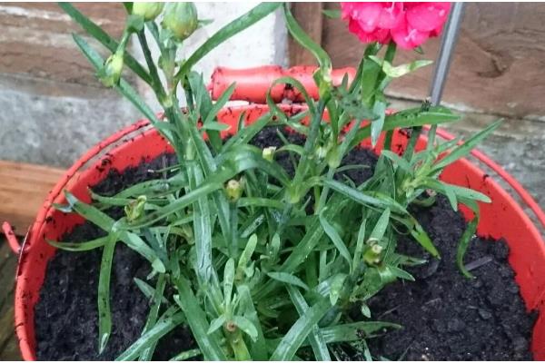 康乃馨小苗错浇高钾肥如何解决，浇水可以稀释肥料