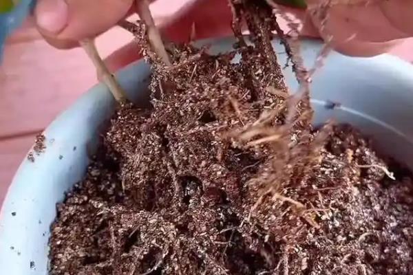 桂花枝插土里可以活吗，桂花枝插土里能活