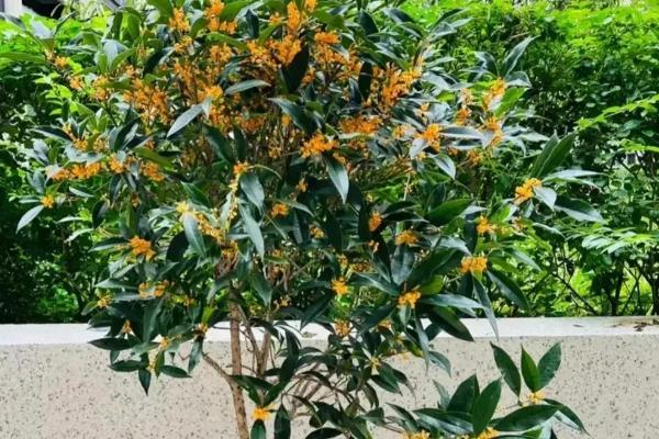 桂花枝插土里可以活吗，桂花枝插土里能活