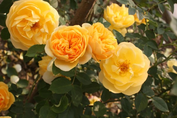 常见的月季品种，常见的有冥王星月季、门廊绒球月季等