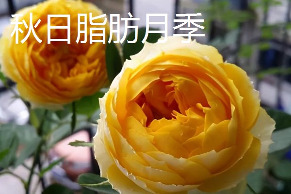 常见的月季品种，常见的有冥王星月季、门廊绒球月季等