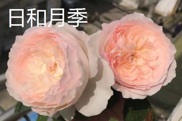 常见的月季品种，常见的有冥王星月季、门廊绒球月季等