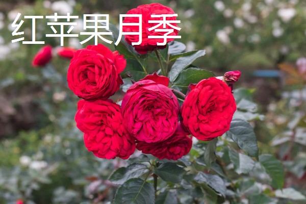 常见的月季品种，常见的有冥王星月季、门廊绒球月季等