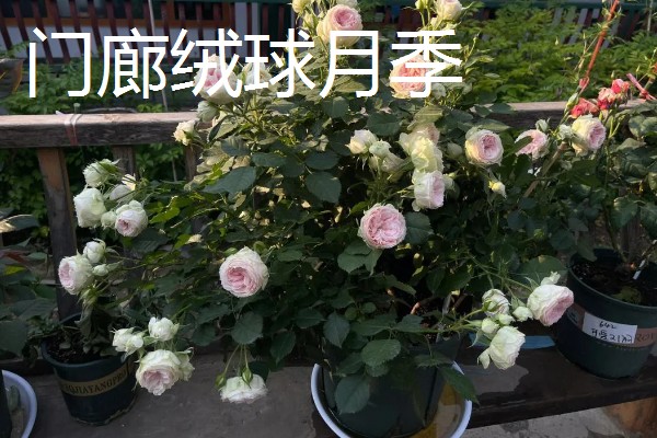 常见的月季品种，常见的有冥王星月季、门廊绒球月季等