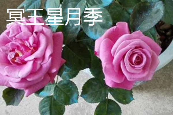 常见的月季品种，常见的有冥王星月季、门廊绒球月季等